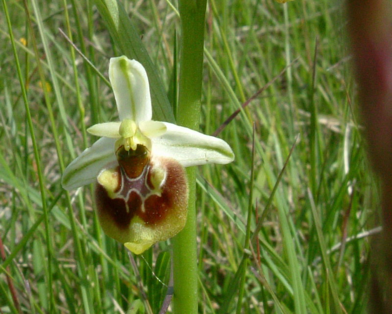 Ophrys fuciflora